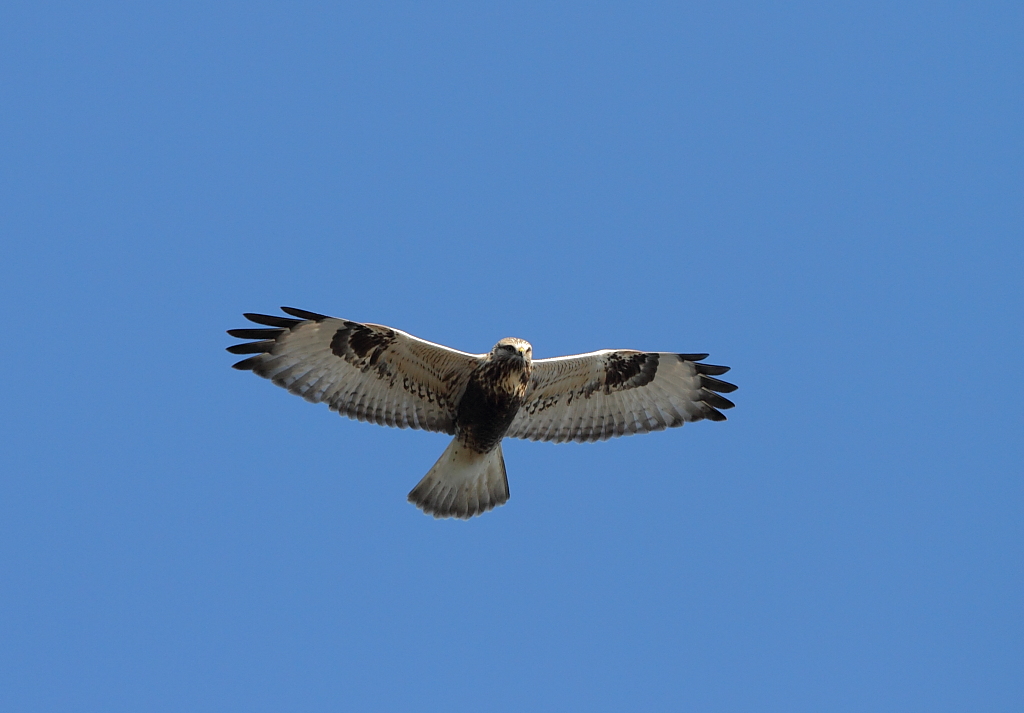 Rough-legged Buzzard