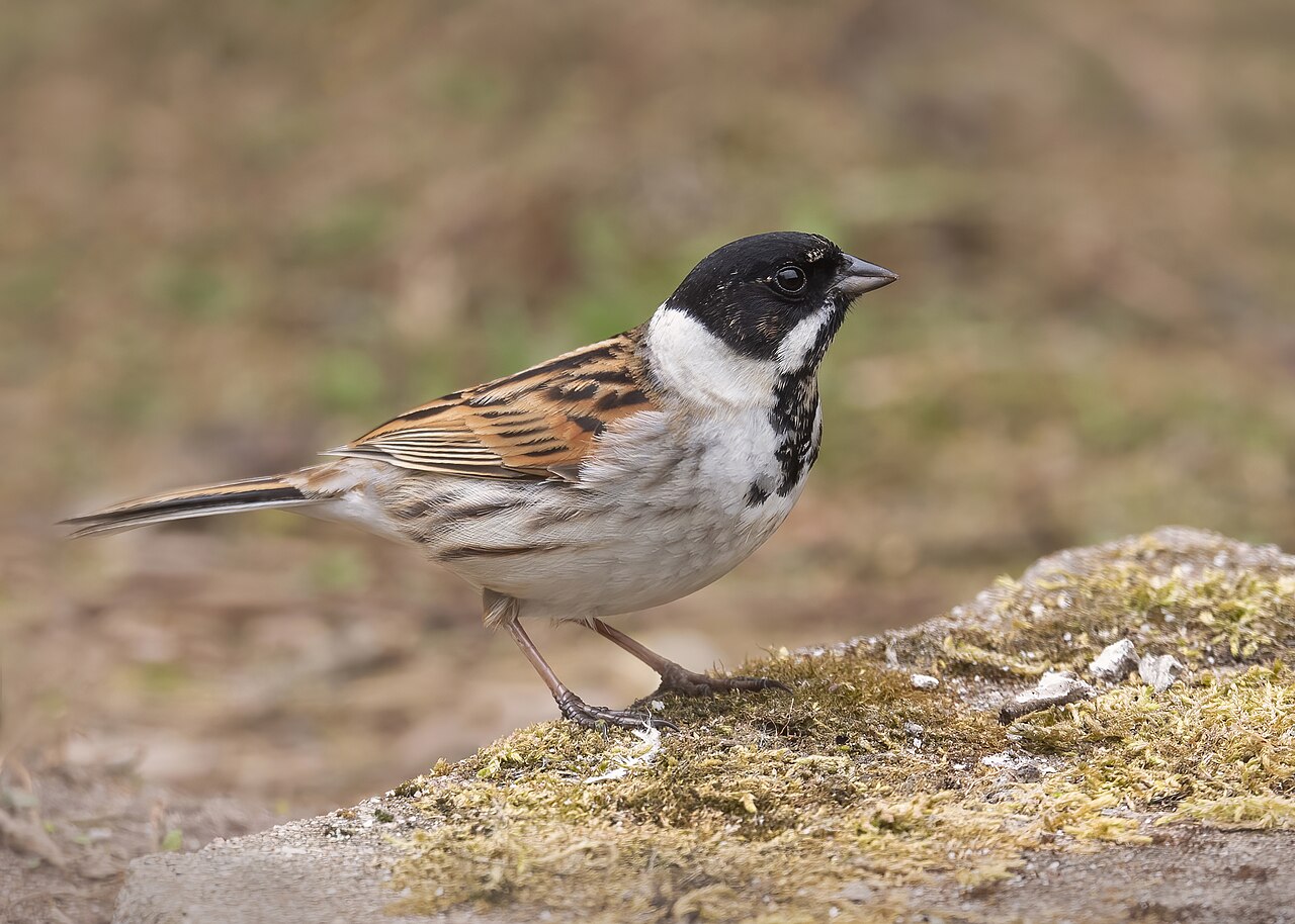 Common Reed Bunting