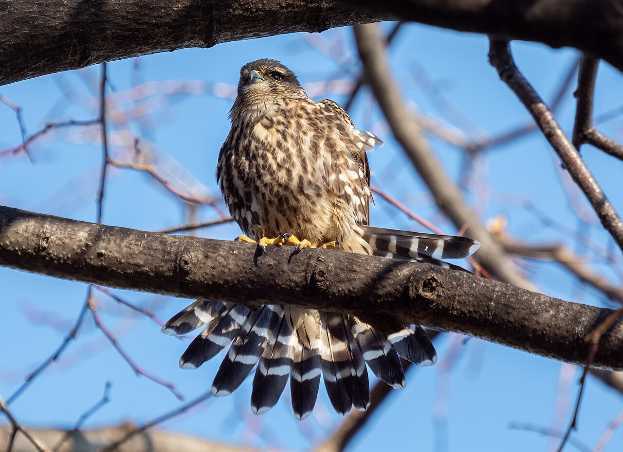 Merlin