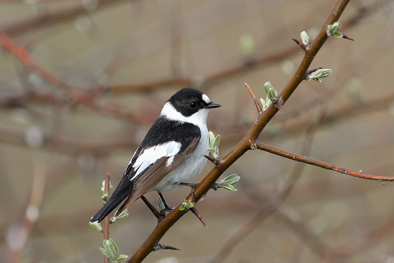 Collared Flycatcher