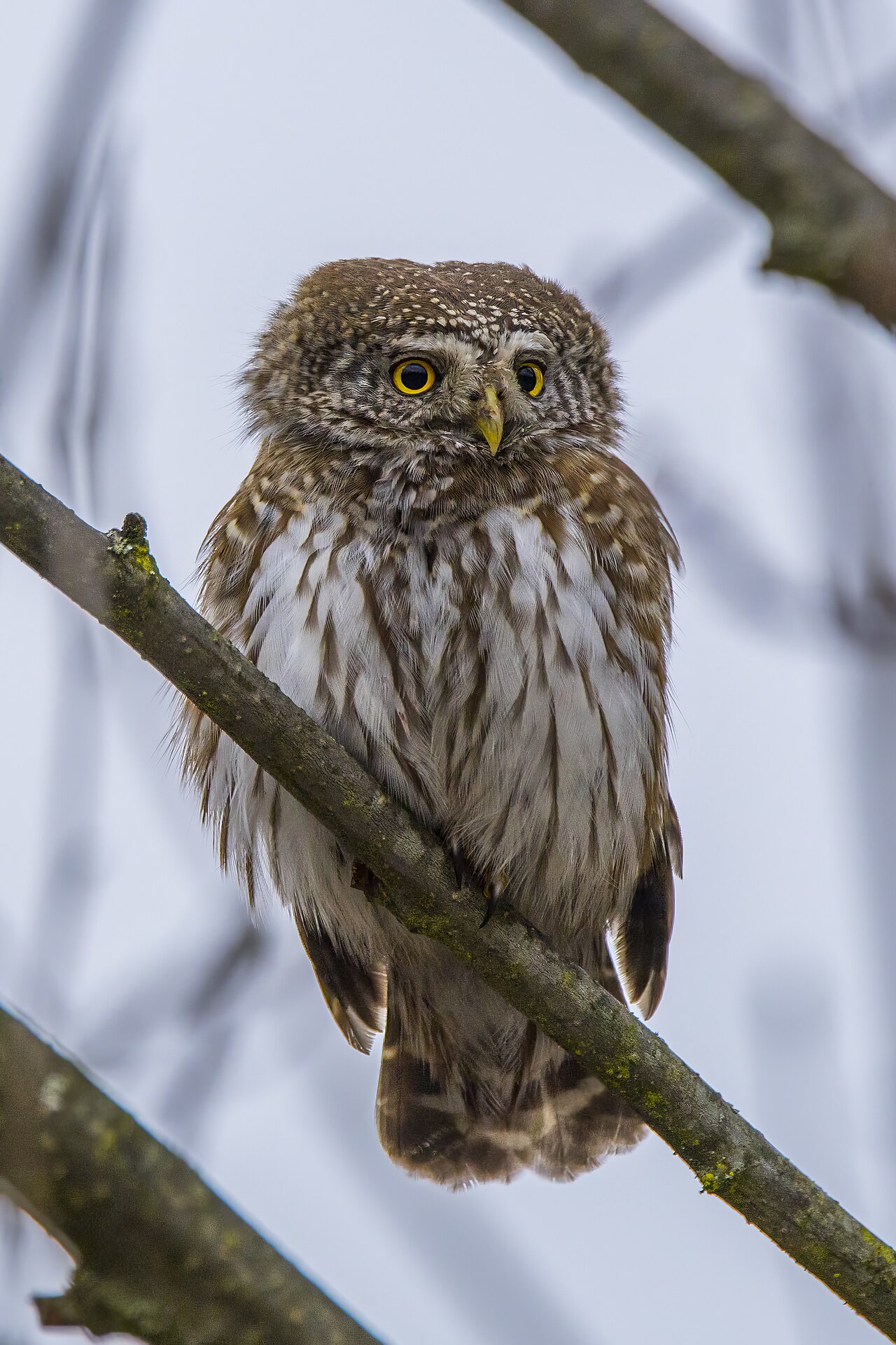 Eurasian Pygmy Owl