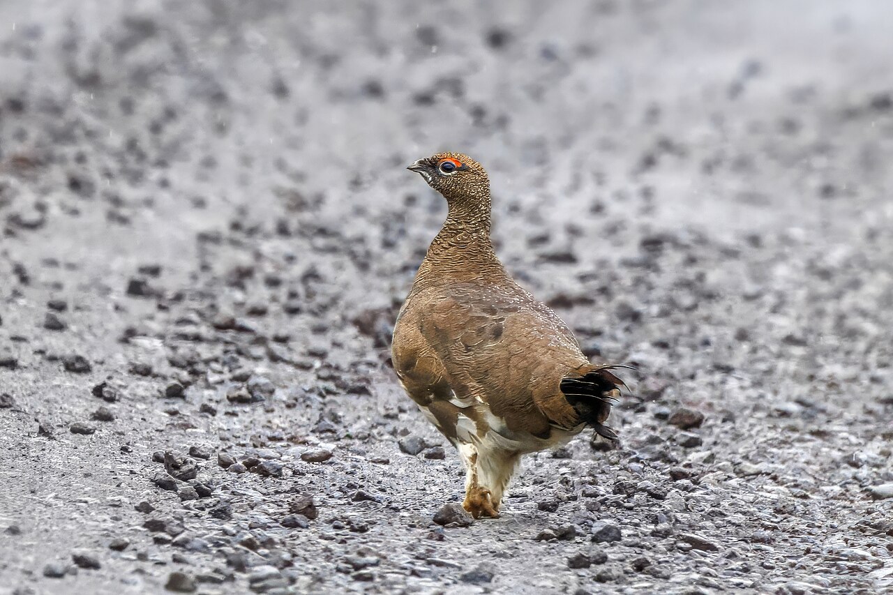 Rock Ptarmigan
