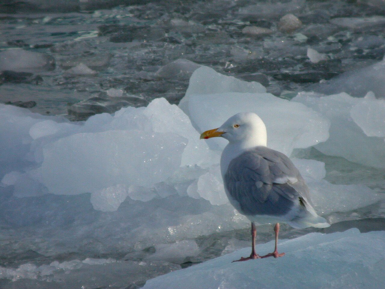 Glaucous Gull