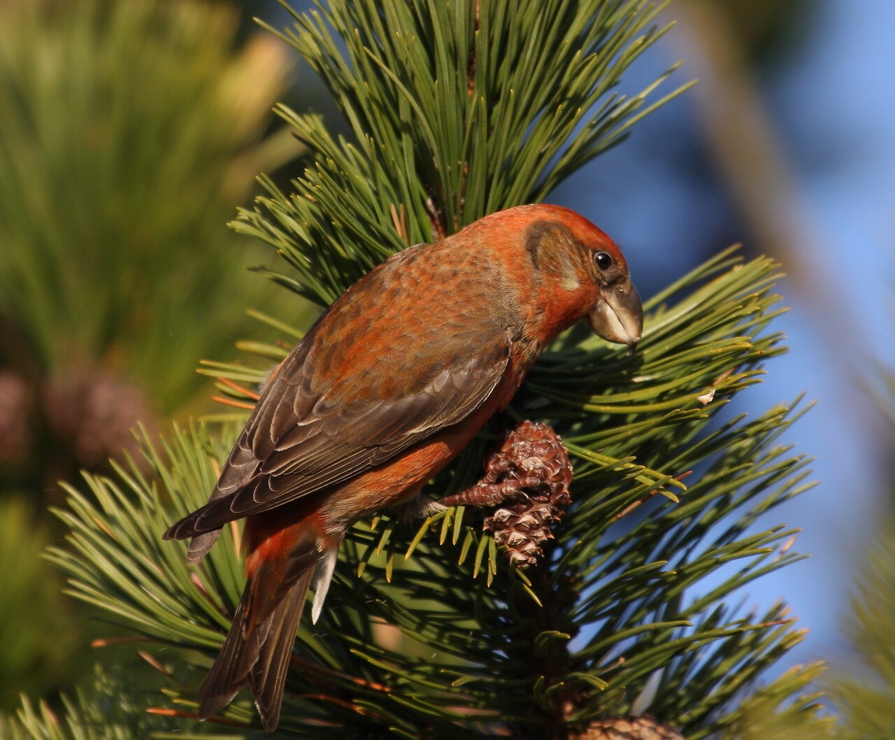 Parrot Crossbill