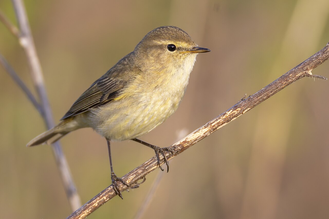 Common Chiffchaff