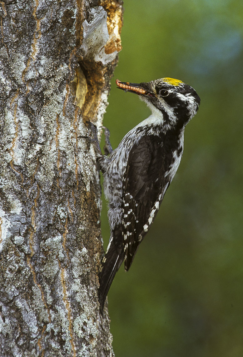 Eurasian Three-toed Woodpecker