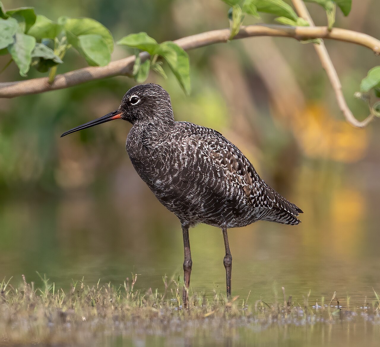 Spotted Redshank