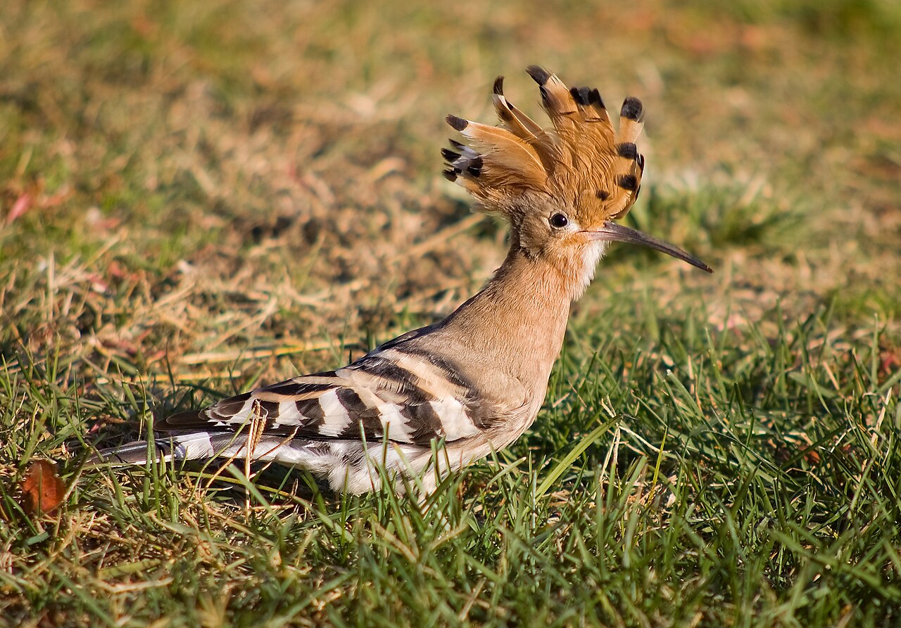 Common Hoopoe