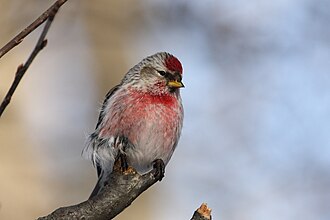 Redpoll