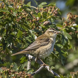 Sedge Warbler