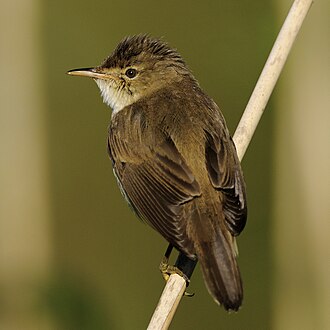 Common Reed Warbler