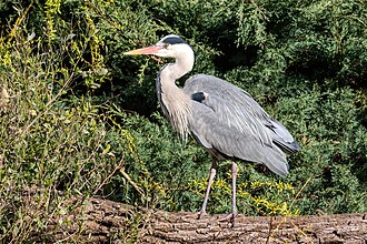 Grey Heron