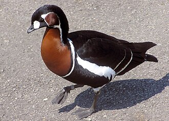 Red-breasted Goose