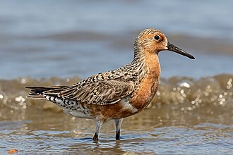 Red Knot