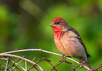 Common Rosefinch