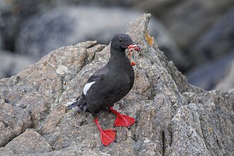 Black Guillemot
