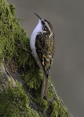 Eurasian Treecreeper