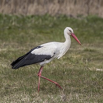 White Stork