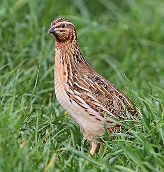 Common Quail