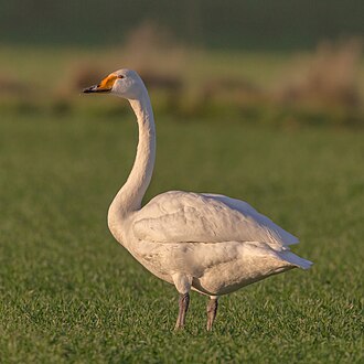 Whooper Swan