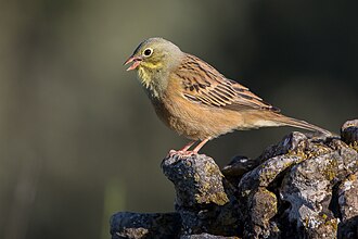 Ortolan Bunting