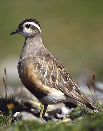 Eurasian Dotterel