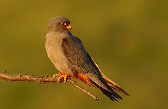 Red-footed Falcon