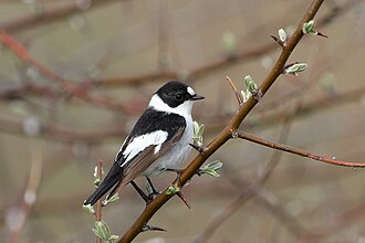 Collared Flycatcher