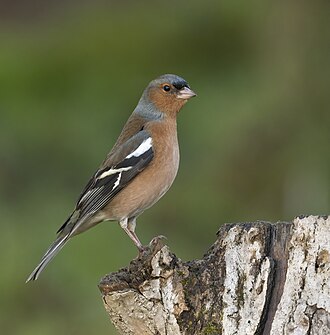 Eurasian Chaffinch