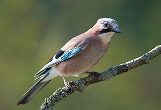 Eurasian Jay
