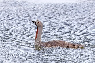 Red-throated Loon
