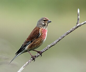 Common Linnet