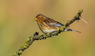 Twite