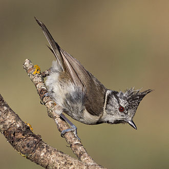 Crested Tit
