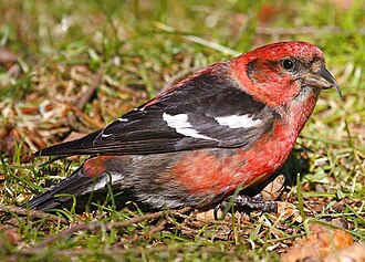 Two-barred Crossbill