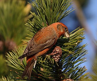 Parrot Crossbill