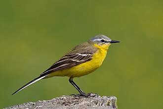 Western Yellow Wagtail