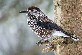 Northern Nutcracker