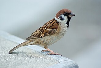 Eurasian Tree Sparrow