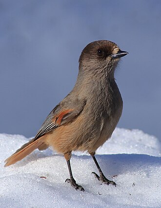 Siberian Jay