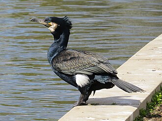 Great Cormorant