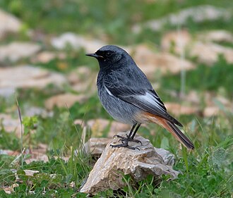 Black Redstart