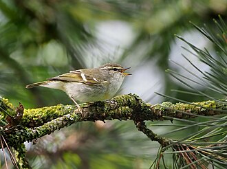 Yellow-browed Warbler