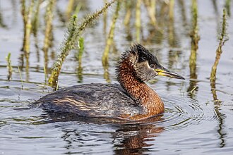 Red-necked Grebe