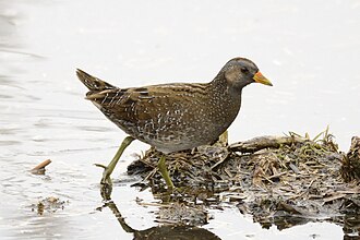Spotted Crake