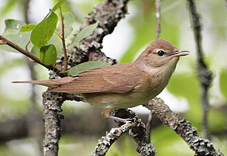 Garden Warbler