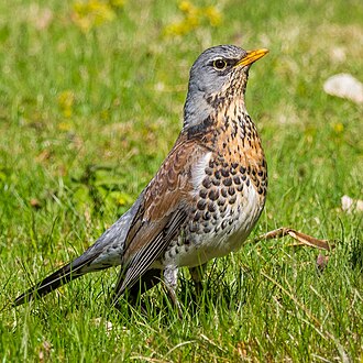 Fieldfare
