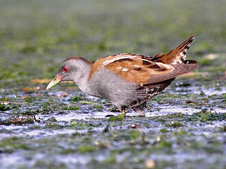 Little Crake